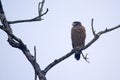 Crested serpent eagle, Bardia, Nepal Royalty Free Stock Photo