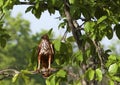 Changeable hawk eagle Royalty Free Stock Photo