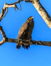Crested Serpent Eagle on a branch next to the river Royalty Free Stock Photo