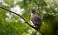 Crested serpent eagle clicked at Chitwan national park,  Nepal Royalty Free Stock Photo