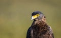 Crested Serpent Eagle - Close-up Royalty Free Stock Photo