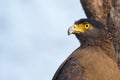 Crested serpent eagle closeup. Royalty Free Stock Photo