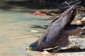 Crested serpent eagle drinking water in Wilpattu National Park in Sri Lanka Royalty Free Stock Photo