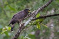 Crested serpent eagle feeding Royalty Free Stock Photo