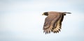 Crested serpent eagle in flight against clear skies side view, wings down position Royalty Free Stock Photo