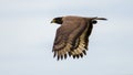 Crested serpent eagle in flight against clear skies side view, wings down position Royalty Free Stock Photo