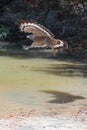 Crested serpent eagle in flight in Wilpattu National Park in Sri Lanka Royalty Free Stock Photo