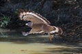 Crested serpent eagle in flight in Wilpattu National Park in Sri Lanka