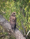 Crested serpent eagle juvenile Royalty Free Stock Photo