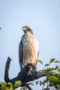 Crested Serpent Eagle Juvenile at Satara City Royalty Free Stock Photo