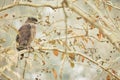 Crested serpent eagle in kaziranga Royalty Free Stock Photo