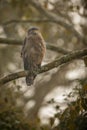 Crested serpent eagle in kaziranga Royalty Free Stock Photo