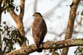 Crested Serpent Eagle looking back