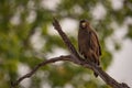 Crested serpent eagle looking down from branch Royalty Free Stock Photo