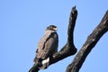 Crested serpent eagle looking for pray at Chitwan National park Nepal chitwan Royalty Free Stock Photo