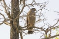 Crested Serpent Eagle Looking for Prey Royalty Free Stock Photo