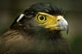 Crested Serpent Eagle Royalty Free Stock Photo