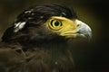 Crested Serpent Eagle Royalty Free Stock Photo