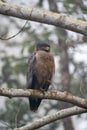 Crested Serpent Eagle Royalty Free Stock Photo