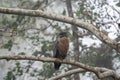 Crested Serpent Eagle Royalty Free Stock Photo