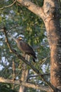 Crested Serpent Eagle Royalty Free Stock Photo