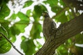 Crested Serpent Eagle perched on a tree branch looking alert Royalty Free Stock Photo
