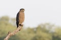 Crested Serpent Eagle perched on tree stump Royalty Free Stock Photo