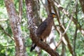 Crested serpent eagle perched in tree in Wilpattu National Park in Sri Lanka Royalty Free Stock Photo