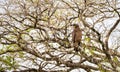 Crested Serpent Eagle perches on a branch among tangled tree limbs. The bird stays still and alert while blending into the Royalty Free Stock Photo