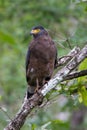Crested serpent eagle perching Royalty Free Stock Photo