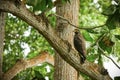 A Crested Serpent Eagle sits on a thick tree branch Royalty Free Stock Photo