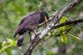 Crested serpent eagle Royalty Free Stock Photo
