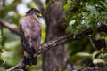 Crested serpent eagle Royalty Free Stock Photo