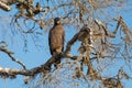 Crested Serpent eagle sitting on tree Royalty Free Stock Photo