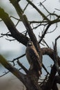 Crested Serpent Eagle or Spilornis cheela bird of prey closeup perched on tree with eye contact in safari winter migration at Royalty Free Stock Photo