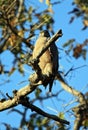 Crested Serpent Eagle Royalty Free Stock Photo