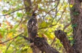 Crested Serpent Eagle Spilornis cheela Juvenile or Subadult Raptor Bird