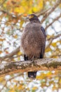 Crested serpent eagle (Spilornis cheela) in Kaziranga National Park, Assam state, Indi Royalty Free Stock Photo