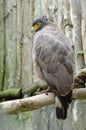 Crested serpent eagle or spilornis cheela