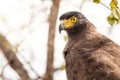 Crested serpent eagle (Spilornis cheela) Royalty Free Stock Photo