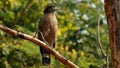 Crested serpent eagle, Spilornis cheela, Nagarhole National park, Karnataka, India