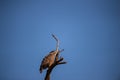 Crested Serpent Eagle or Spilornis cheela perched on dead tree trunk with blue sky background during jungle safari at corbett Royalty Free Stock Photo