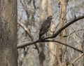 Crested serpent eagle Spilornis cheela perching on a broken tree bark looking for prey. Serpent eagle shot in Jim Corbett. Royalty Free Stock Photo