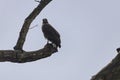 Crested serpent eagle Spilornis cheela perching on a broken tree bark looking for prey Royalty Free Stock Photo