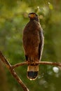 Crested serpent eagle,Spilornis cheela. Sri lankan eagle, perched on trunk forest environment, looking for prey. Wildlife photogra