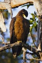 Crested serpent eagle, Spilornis cheela from Umred-Karhandla Wildlife Sanctuary, Maharashtra, India