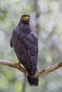 Crested Serpent-eagle - Spilornis cheela, Wilpattu National Park, Sri Lanka