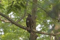 Crested Serpent Eagle in a Tree Royalty Free Stock Photo