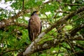 Crested serpent Eagle in a tree Royalty Free Stock Photo