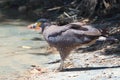 Crested serpent eagle at the waterhole in Wilpattu National Park in Sri Lanka Royalty Free Stock Photo